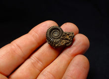 Load image into Gallery viewer, Crucilobiceras pyrite ammonite fossil (24 mm)