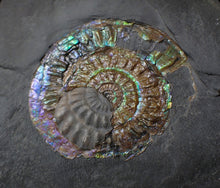 Load image into Gallery viewer, Green & blue iridescent Caloceras display ammonite fossil 52mm with oyster