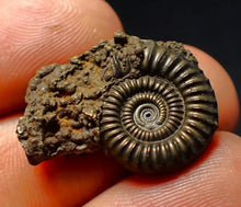 Load image into Gallery viewer, Crucilobiceras pyrite ammonite fossil (24 mm)