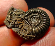 Load image into Gallery viewer, Crucilobiceras pyrite ammonite fossil (24 mm)