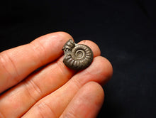 Load image into Gallery viewer, Tropidoceras pyrite ammonite fossil (22 mm)
