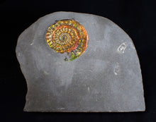 Load image into Gallery viewer, Rainbow iridescent Caloceras display ammonite fossil 42mm