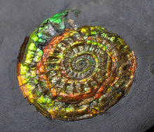 Load image into Gallery viewer, Rainbow iridescent Caloceras display ammonite fossil 42mm