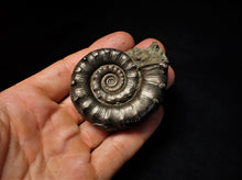 Load image into Gallery viewer, Large perfect pyrite Eoderoceras ammonite fossil (63 mm)