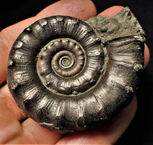 Load image into Gallery viewer, Large perfect pyrite Eoderoceras ammonite fossil (63 mm)