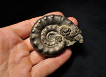Load image into Gallery viewer, Large perfect pyrite Eoderoceras ammonite fossil (63 mm)