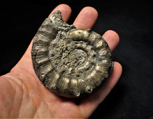 Load image into Gallery viewer, Very large chunky pyrite Eoderoceras ammonite fossil (82 mm)