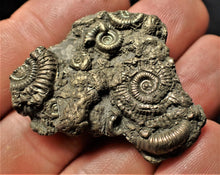 Load image into Gallery viewer, Full pyrite multi-ammonite fossil (41 mm)
