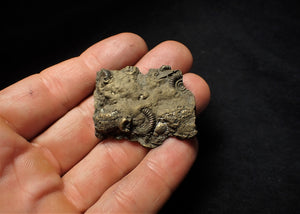 Pyrite multi ammonite & bivalve fossil (40 mm)