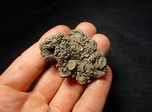 Load image into Gallery viewer, Large pyrite multi-ammonite fossil (54 mm)