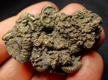Load image into Gallery viewer, Large pyrite multi-ammonite fossil (54 mm)