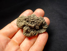 Load image into Gallery viewer, Large pyrite multi-ammonite fossil (54 mm)