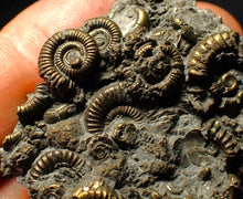Load image into Gallery viewer, Full pyrite multi-ammonite fossil (50 mm)
