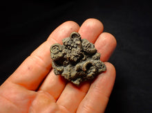 Load image into Gallery viewer, Full pyrite multi-ammonite fossil (45 mm)