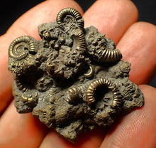 Load image into Gallery viewer, Full pyrite multi-ammonite fossil (45 mm)