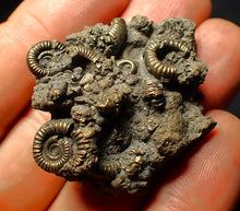 Load image into Gallery viewer, Full pyrite multi-ammonite fossil (45 mm)