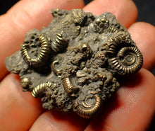 Load image into Gallery viewer, Full pyrite multi-ammonite fossil (45 mm)
