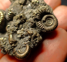 Load image into Gallery viewer, Full pyrite multi-ammonite fossil (45 mm)