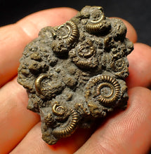 Load image into Gallery viewer, Full pyrite multi-ammonite fossil (45 mm)