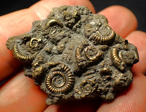 Full pyrite multi-ammonite fossil (45 mm)
