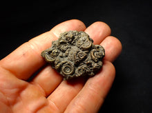 Load image into Gallery viewer, Full pyrite multi-ammonite fossil (45 mm)