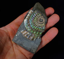 Load image into Gallery viewer, Green iridescent Caloceras display ammonite fossil 55mm