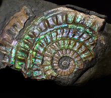 Load image into Gallery viewer, Green iridescent Caloceras display ammonite fossil 55mm