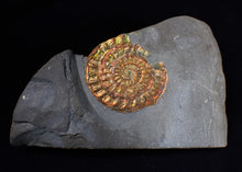 Load image into Gallery viewer, Rainbow iridescent Caloceras display ammonite fossil 45mm