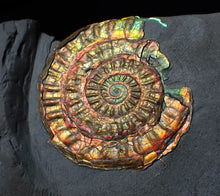 Load image into Gallery viewer, Rainbow iridescent Caloceras display ammonite fossil 45mm