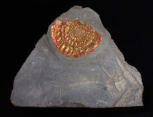 Load image into Gallery viewer, Red & gold iridescent Caloceras display ammonite fossil 51mm