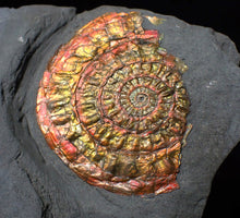 Load image into Gallery viewer, Red & gold iridescent Caloceras display ammonite fossil 51mm