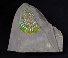 Load image into Gallery viewer, Green & blue iridescent Caloceras display ammonite fossil 42mm