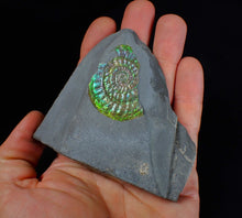 Load image into Gallery viewer, Green & blue iridescent Caloceras display ammonite fossil 42mm