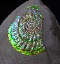 Load image into Gallery viewer, Green & blue iridescent Caloceras display ammonite fossil 42mm
