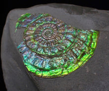 Load image into Gallery viewer, Green & blue iridescent Caloceras display ammonite fossil 42mm