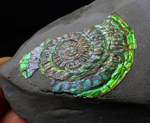 Load image into Gallery viewer, Green & blue iridescent Caloceras display ammonite fossil 42mm