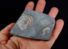 Load image into Gallery viewer, Iridescent green/blue multi-Caloceras display ammonite fossil