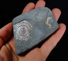 Load image into Gallery viewer, Iridescent green/blue multi-Caloceras display ammonite fossil