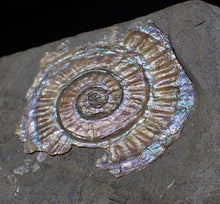 Load image into Gallery viewer, Iridescent green/blue multi-Caloceras display ammonite fossil