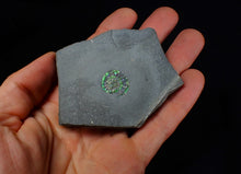 Load image into Gallery viewer, Juvenile green iridescent Caloceras display ammonite fossil 19mm