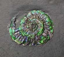 Load image into Gallery viewer, Juvenile green iridescent Caloceras display ammonite fossil 19mm