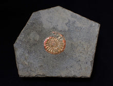 Load image into Gallery viewer, Juvenile red iridescent Caloceras display ammonite fossil 18mm