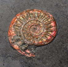 Load image into Gallery viewer, Juvenile red iridescent Caloceras display ammonite fossil 18mm
