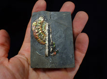 Load image into Gallery viewer, Multi-coloured iridescent partial Caloceras display ammonite fossil 57 mm