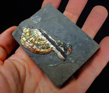 Load image into Gallery viewer, Multi-coloured iridescent partial Caloceras display ammonite fossil 57 mm