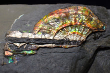 Load image into Gallery viewer, Multi-coloured iridescent partial Caloceras display ammonite fossil 57 mm