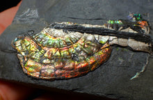 Load image into Gallery viewer, Multi-coloured iridescent partial Caloceras display ammonite fossil 57 mm