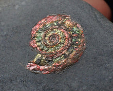 Load image into Gallery viewer, Juvenile iridescent Psiloceras ammonite fossil (17mm)