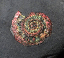 Load image into Gallery viewer, Juvenile iridescent Psiloceras ammonite fossil (17mm)