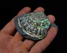 Load image into Gallery viewer, Green iridescent partial Caloceras display ammonite fossil 68 mm